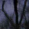 Louise Dudis, Tree 14, 2009